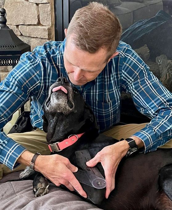 Male veterinarian with brown hair measuring black labrador's elbow