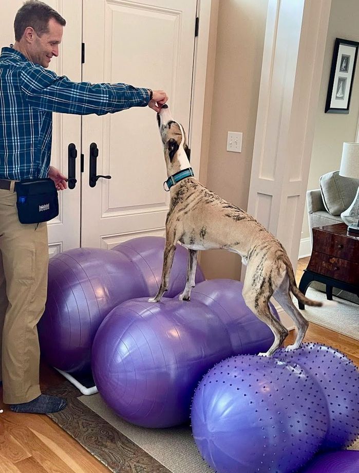A Whippet dog is standing on top of a purple exercise ball.