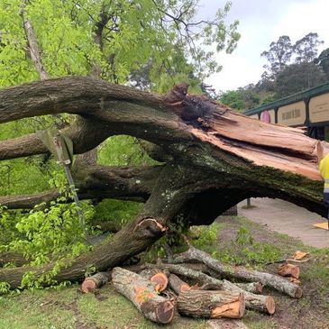 Emergency Work — Warragul, VIC — BSK Tree Services