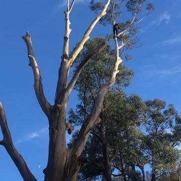 Tree Removal — Warragul, VIC — BSK Tree Services