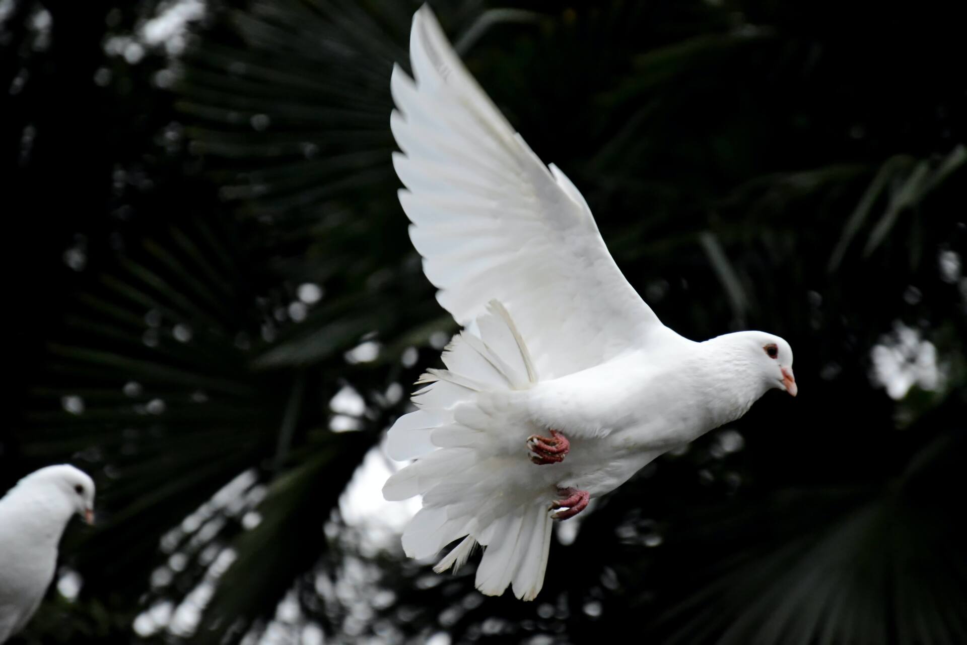 Dove Release at Celebration of Life