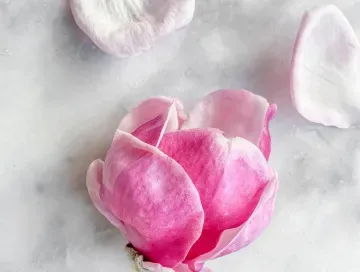 Pink magnolia blossoms and petals on a light marble surface