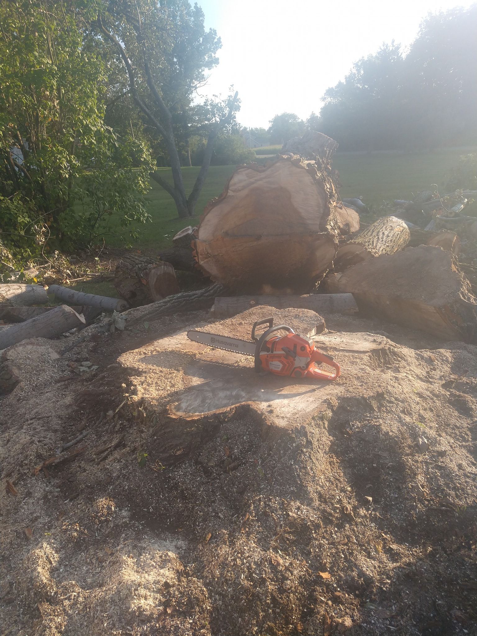 Chainsaw on a tree stump with large tree sections and wood shavings, sunny outdoor setting.