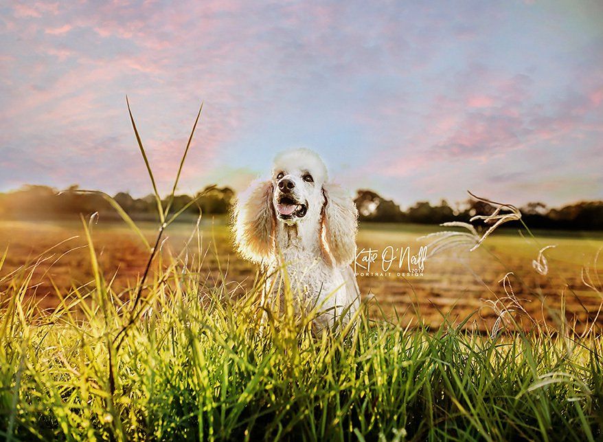 Pet Photographer