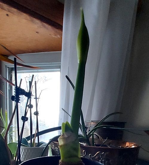 Amaryllis
