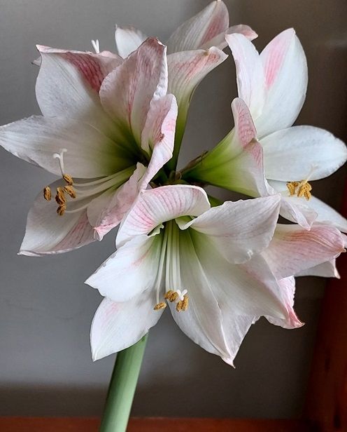 Amaryllis in bloom

