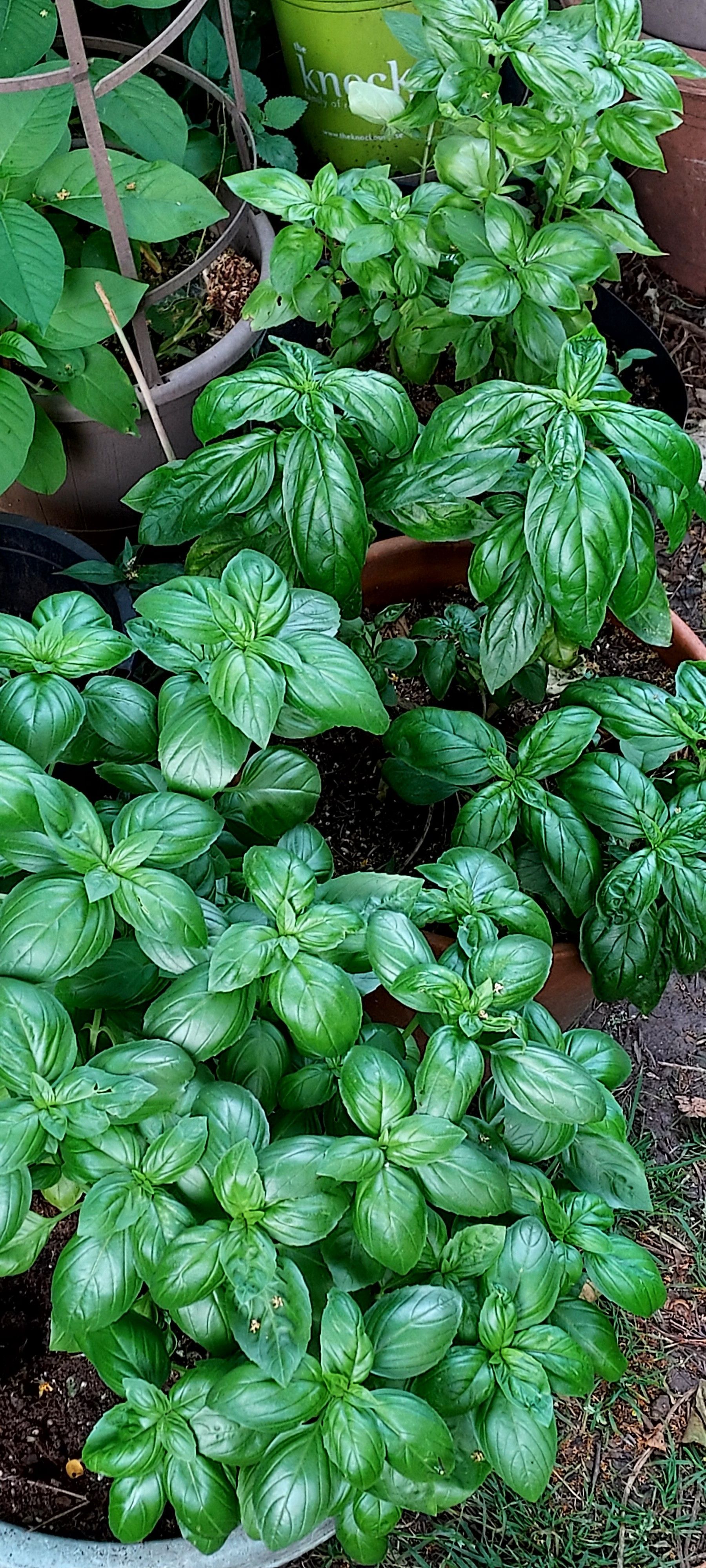 Basil growing in Jersey City
