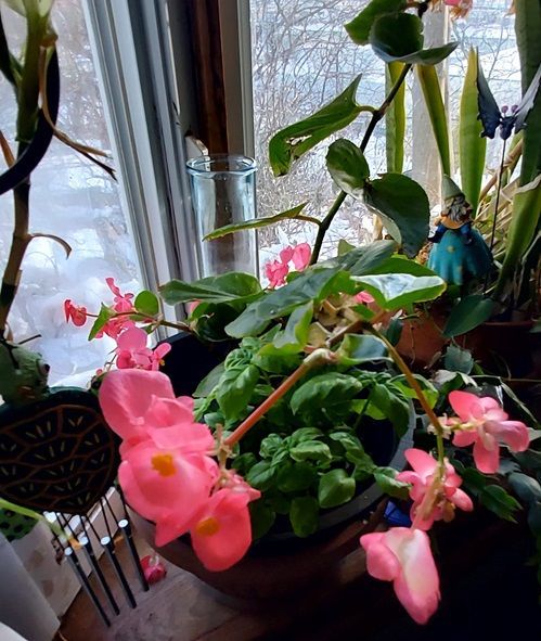 Begonia
