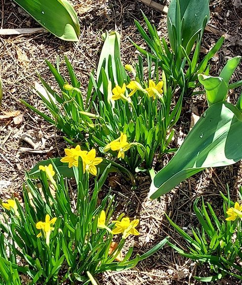 Mini Daffodils