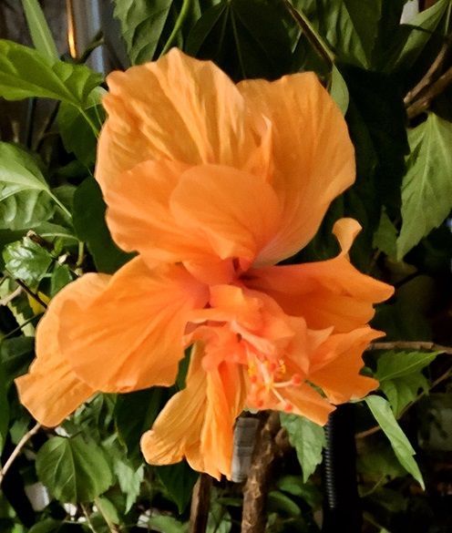 Indoor Hibiscus
