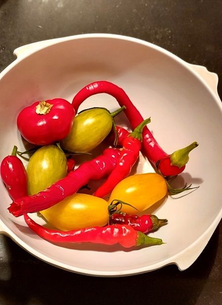 Tomatoes and peppers grown in Jersey City