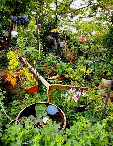 my city garden as of June 17 2024