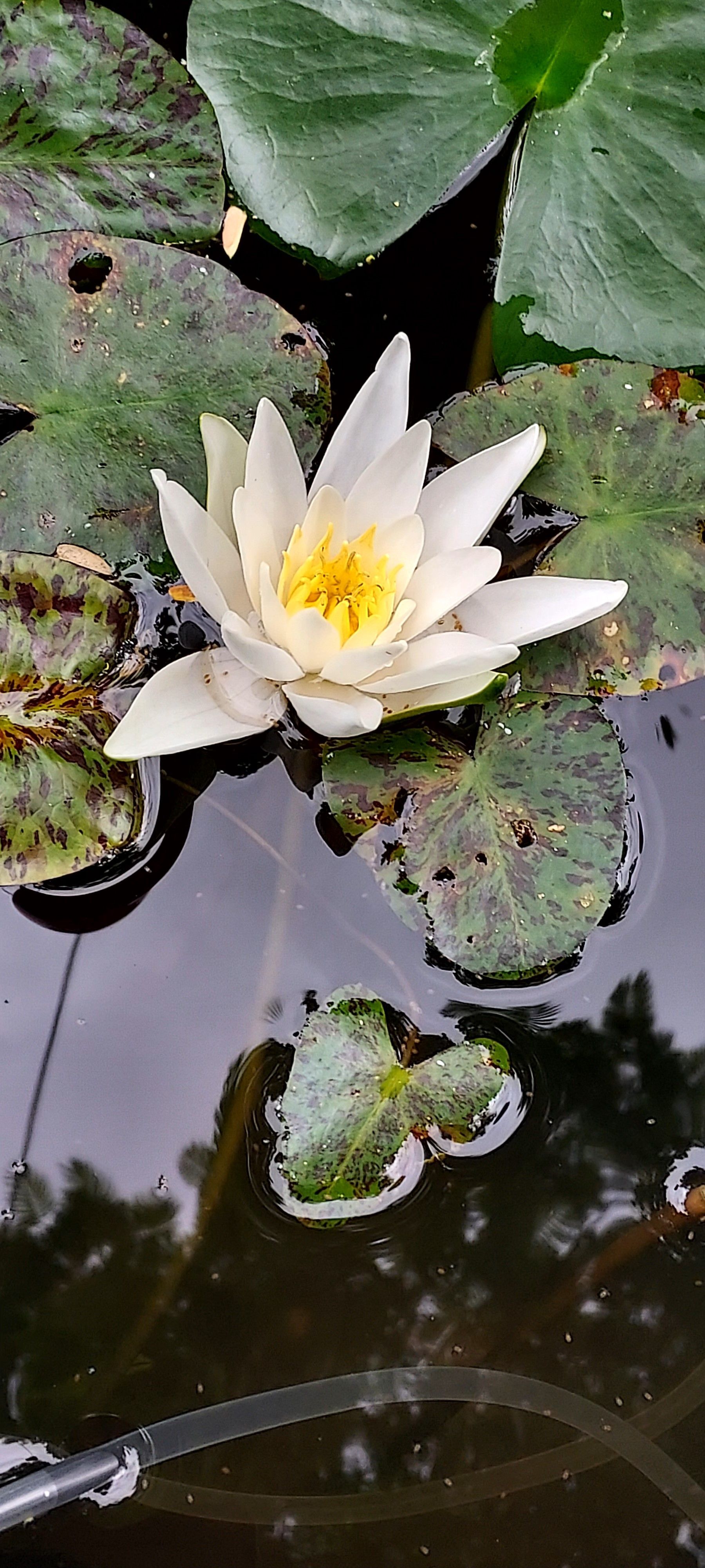 White water lily
