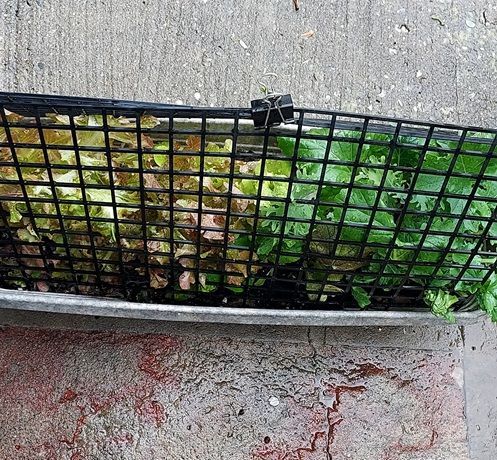 Mesclun greens growing in protected box
