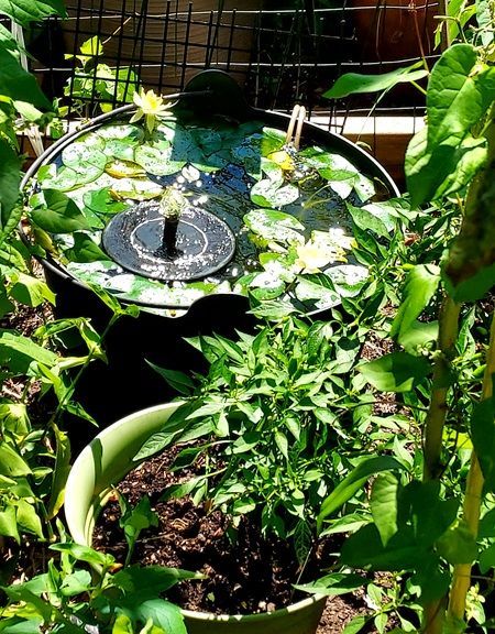 Tub garden in Jersey City
