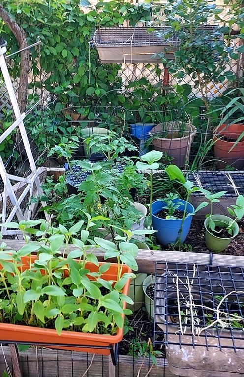 Plants growing in garden box