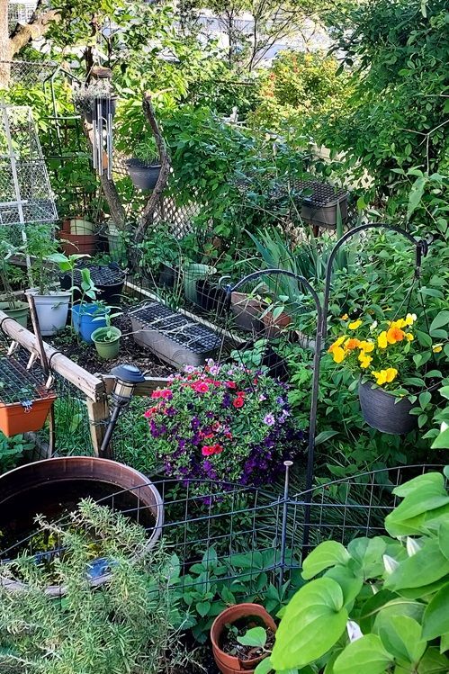 Flowers and veggies in JC garden