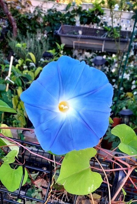 Blue Morning Glory