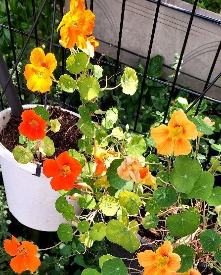 A potted nasturtium plant with orange flowers and green leaves