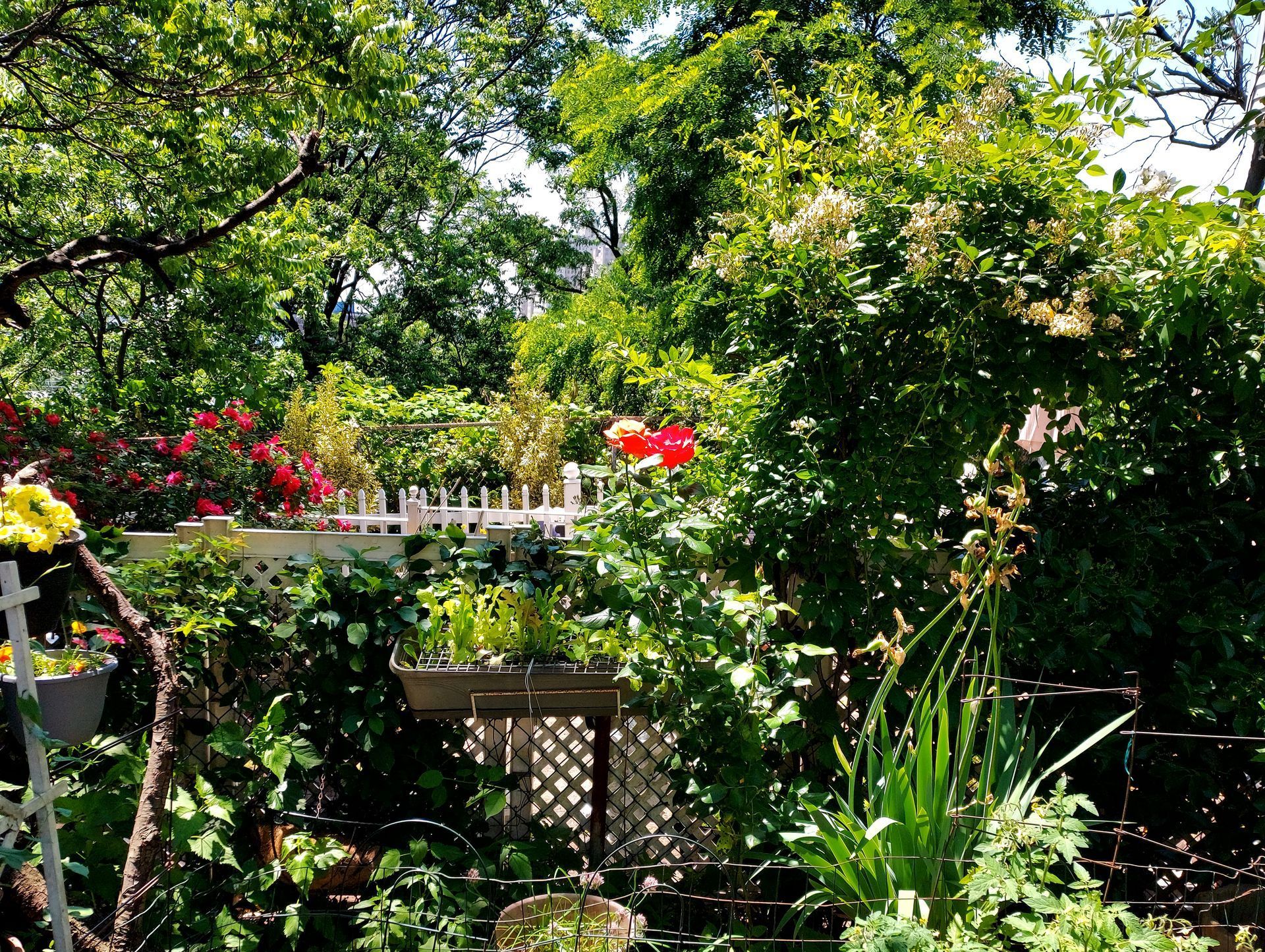 Jersey City garden scene