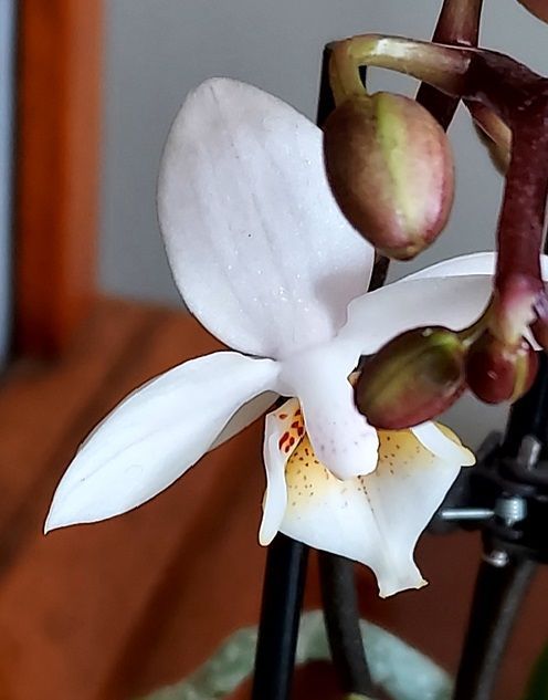 Winter Orchid
