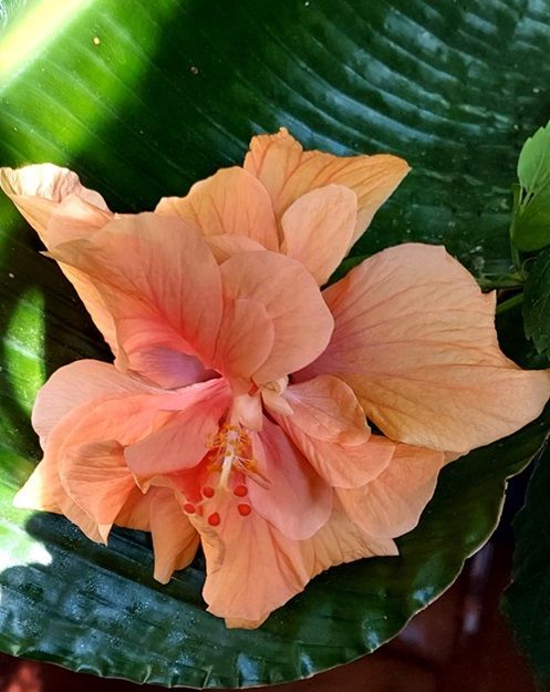 Peach Hibiscus
