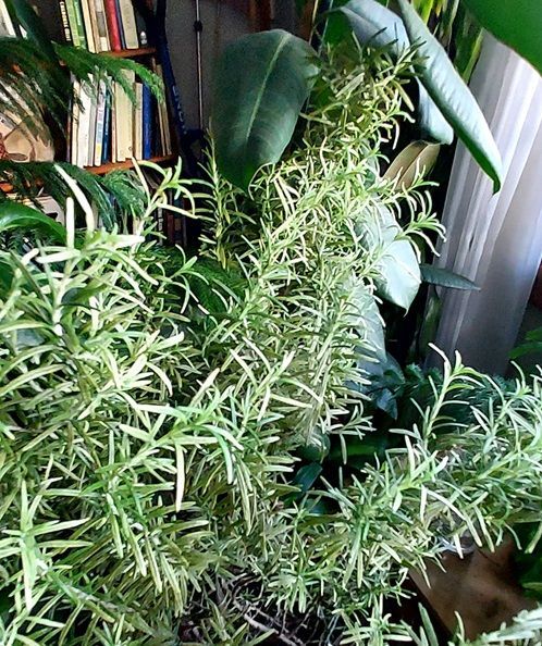 Rosemary plant
