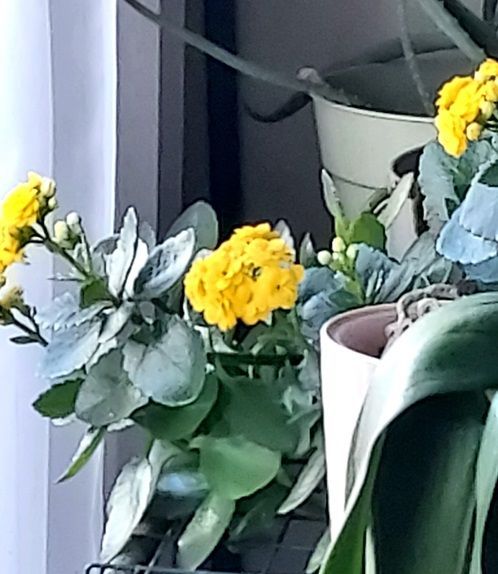 Sedum plant inside
