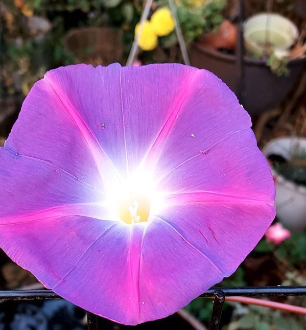 Purple Morning Glory
