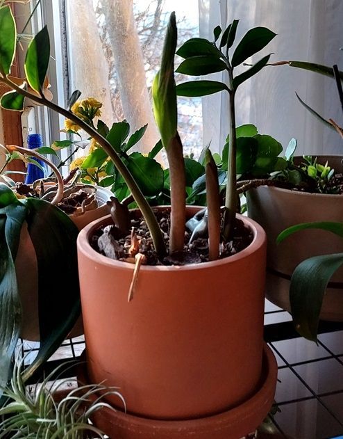 Zebra plant