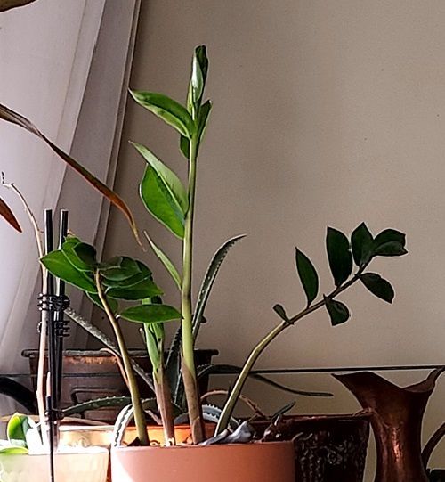 Zebra Plant w/ new stalks
