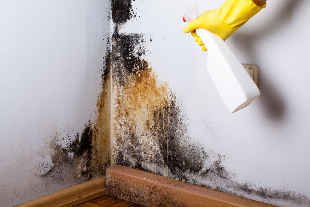 A Person is Spraying Mold on a Wall With a Spray Bottle — Dynamic Services in Gladstone, QLD