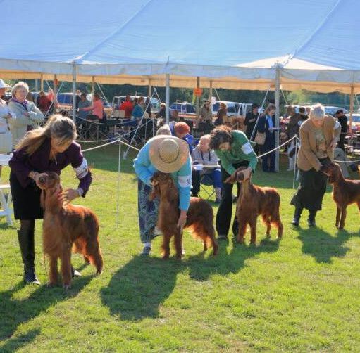 People in hats showing brown dogs at an outdoor dog show under a large tent