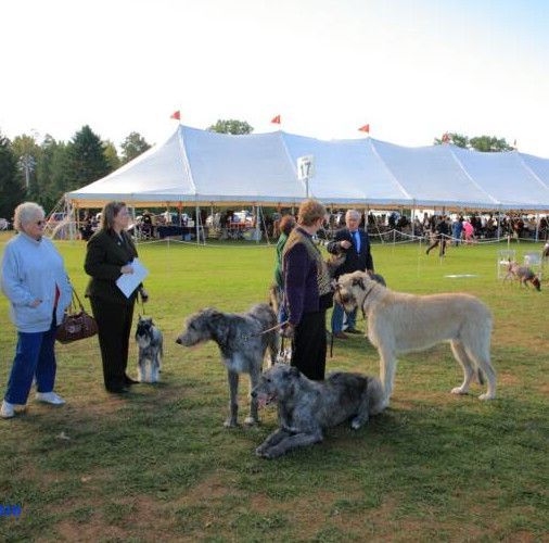 Dog show with handlers and several large dogs on grass beside a white event tent