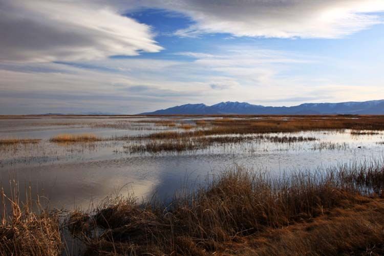 A vast, calm wetland under a cloudy sky, with tall dried grasses in the foreground and distant mountains on the horizon.