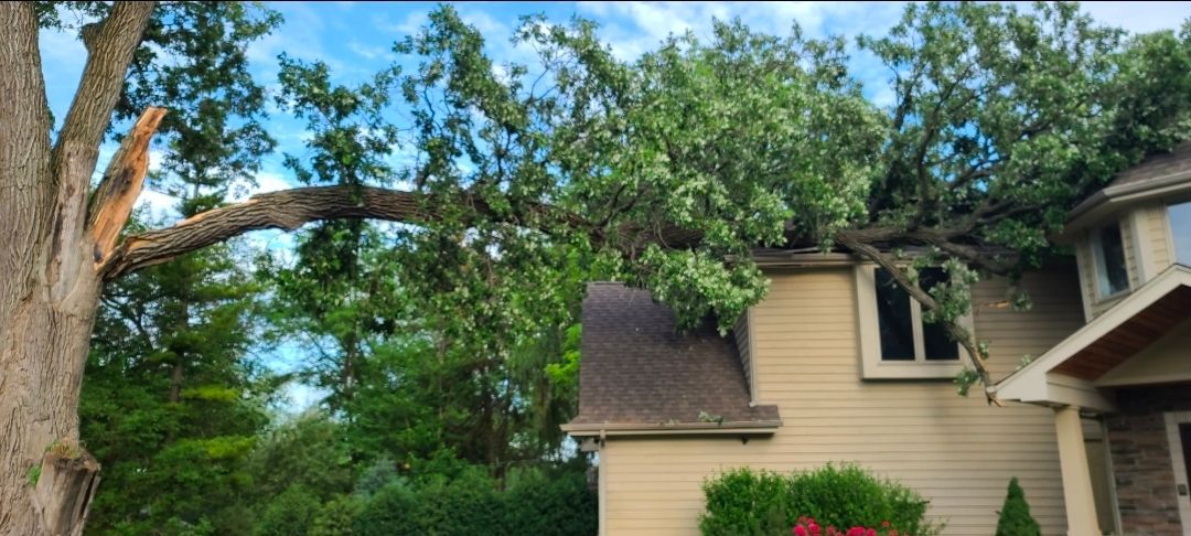Tree branches over a beige house with a shingled roof and green foliage in the yard