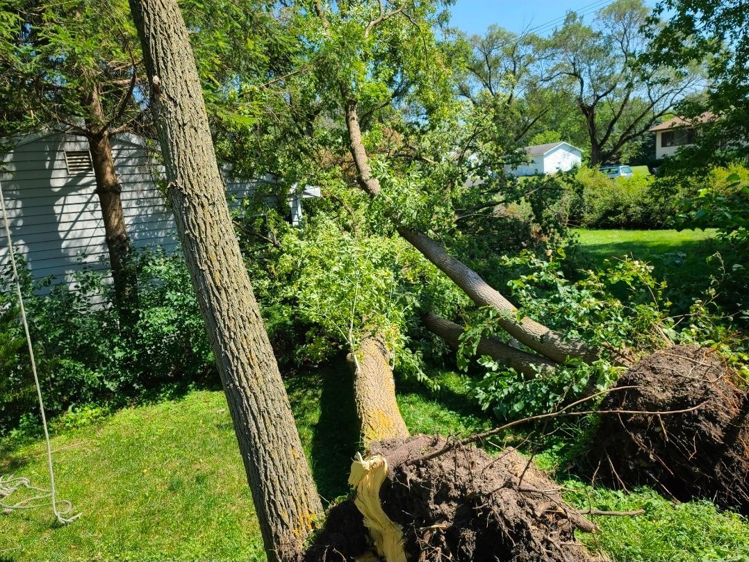 Upended trees and exposed roots in a sunny green yard after storm damage