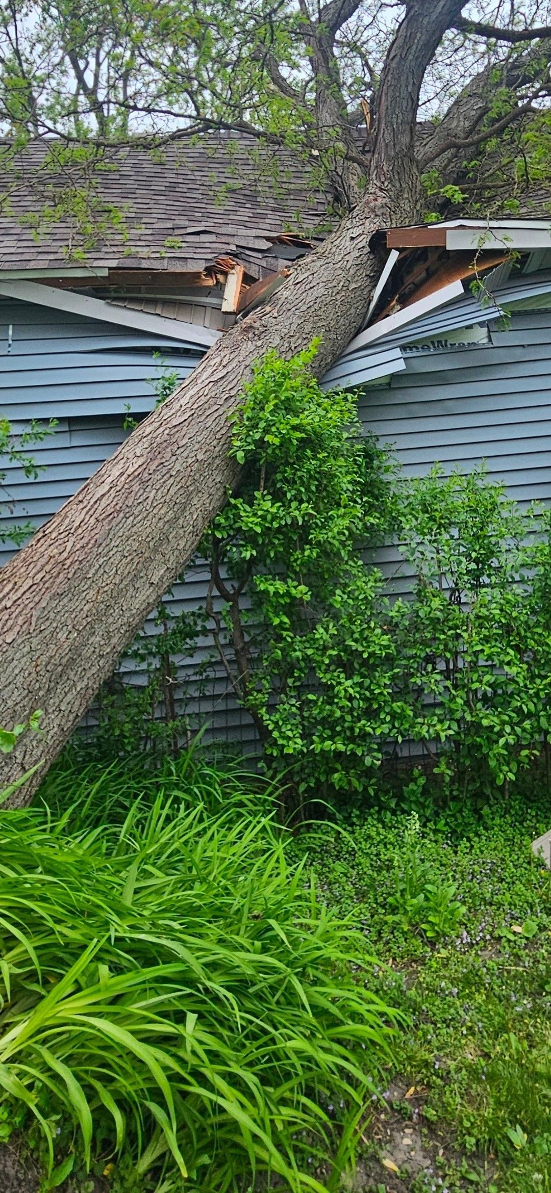 Tree fallen onto a house roof amid dense green grass and shrubs
