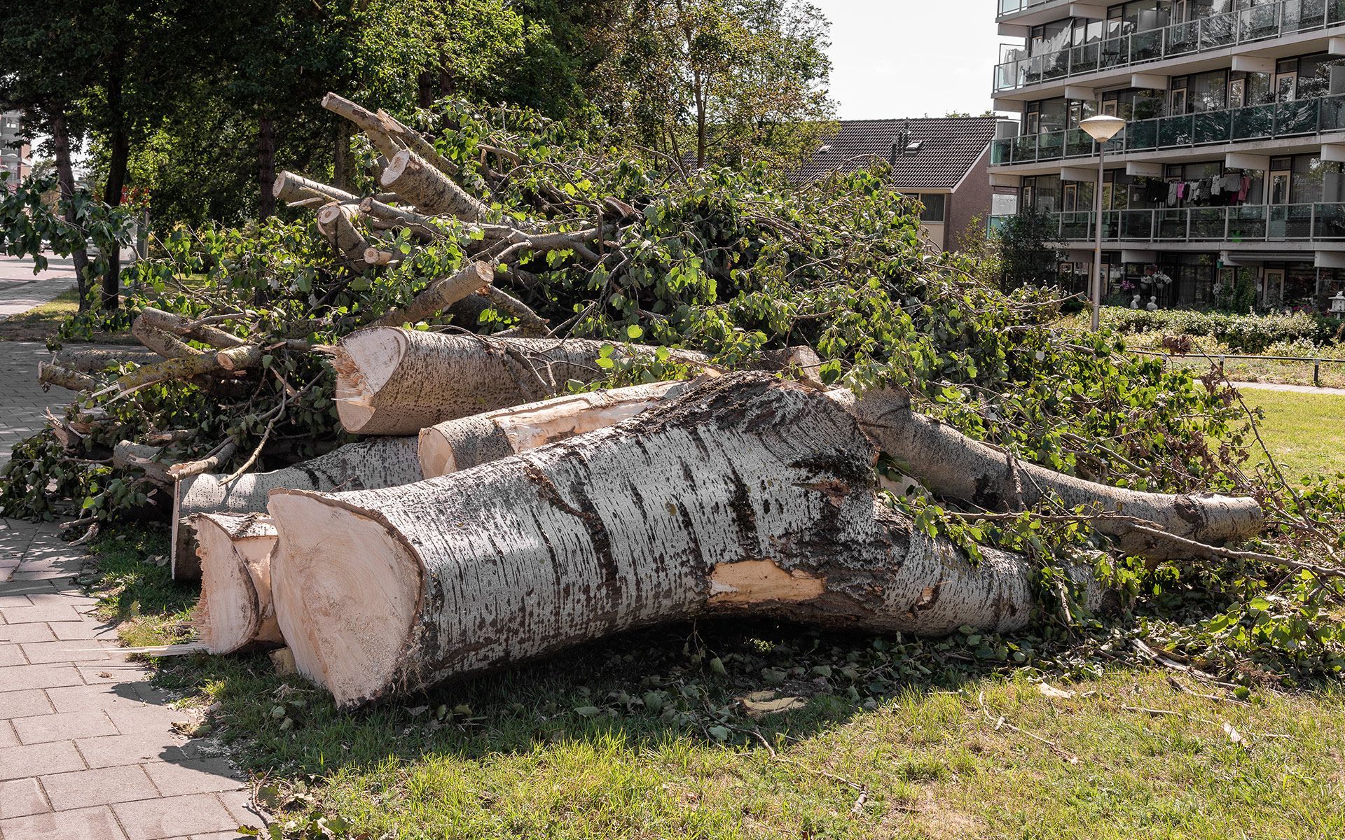 A Pile Of Logs Lying On The Grass — Fox Lake, IL — Joe Meyer Tree Service Inc