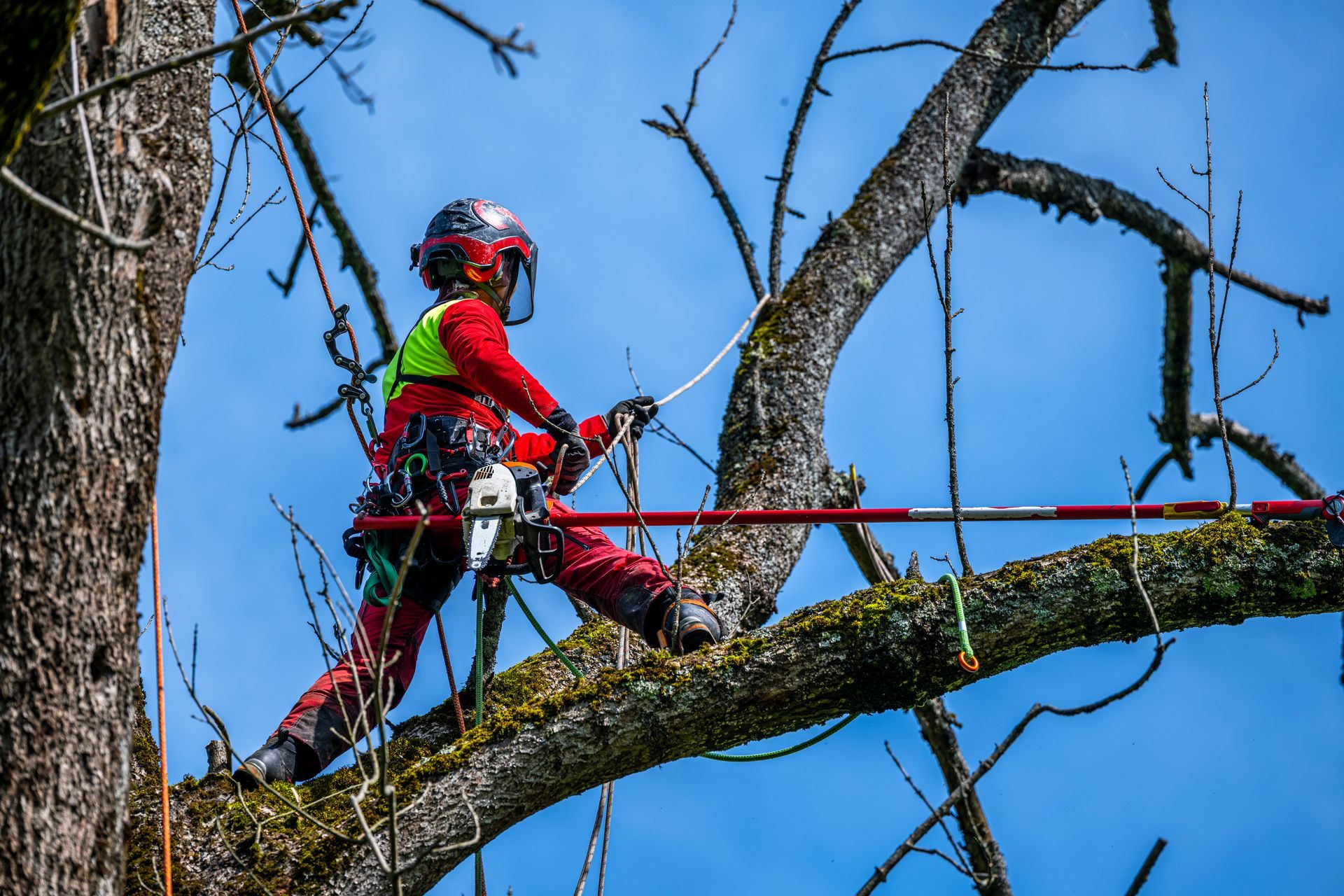 Tree worker in red safety gear pruning a large branch high in a tree against a blue sky