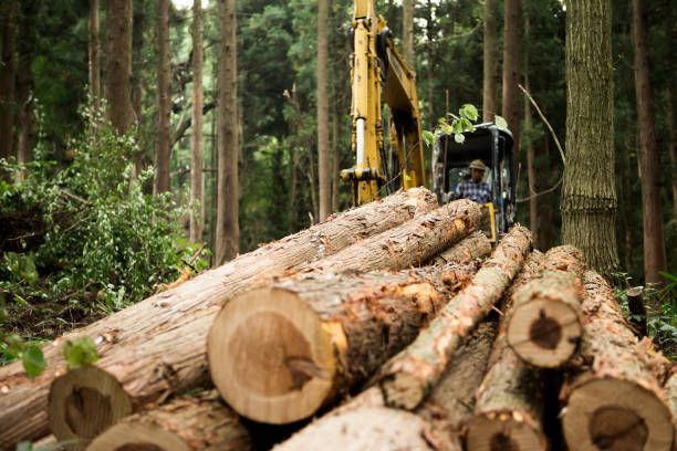 Tree Expert Equipment — Fox Lake, IL — Joe Meyer Tree Service Inc