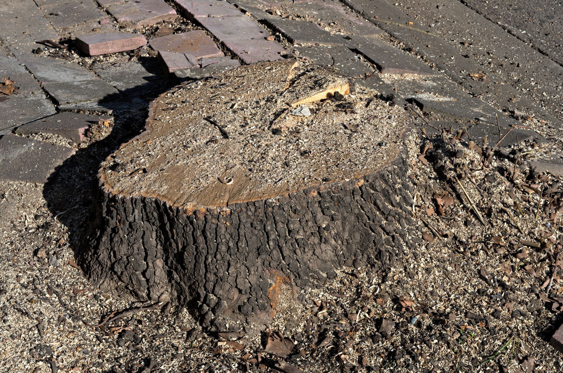 Stump Removal — Fox Lake, IL — Joe Meyer Tree Service Inc