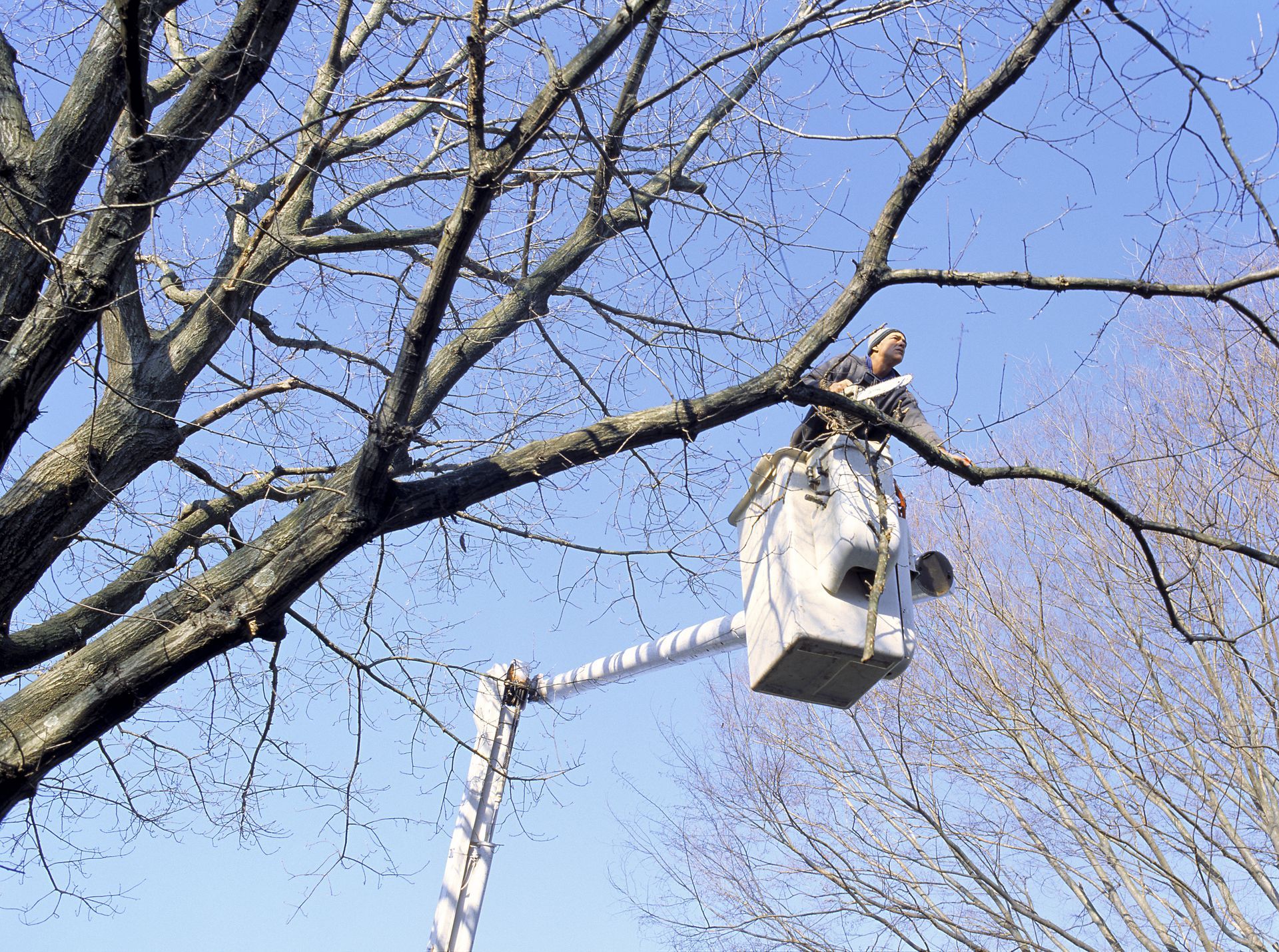 Tree Regular maintenance — Fox Lake, IL — Joe Meyer Tree Service Inc