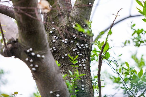 A Tree With A Lot Of White Spots On It — Fox Lake, IL — Joe Meyer Tree Service Inc