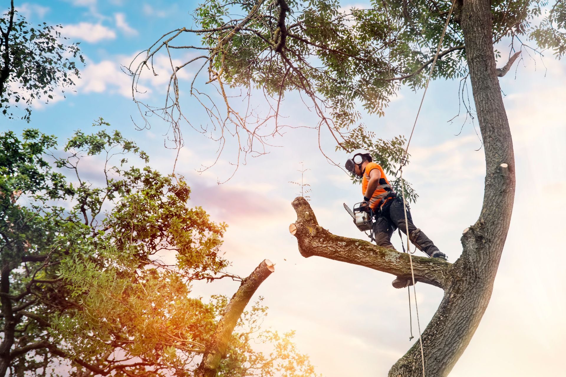 Free Estimates — Fox Lake, IL — Joe Meyer Tree Service Inc