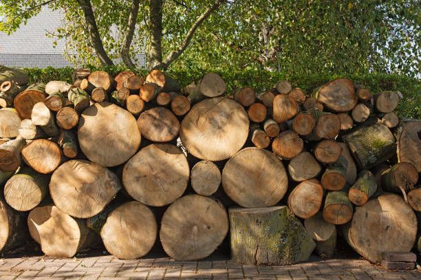 Large Scale Removals — Fox Lake, IL — Joe Meyer Tree Service Inc