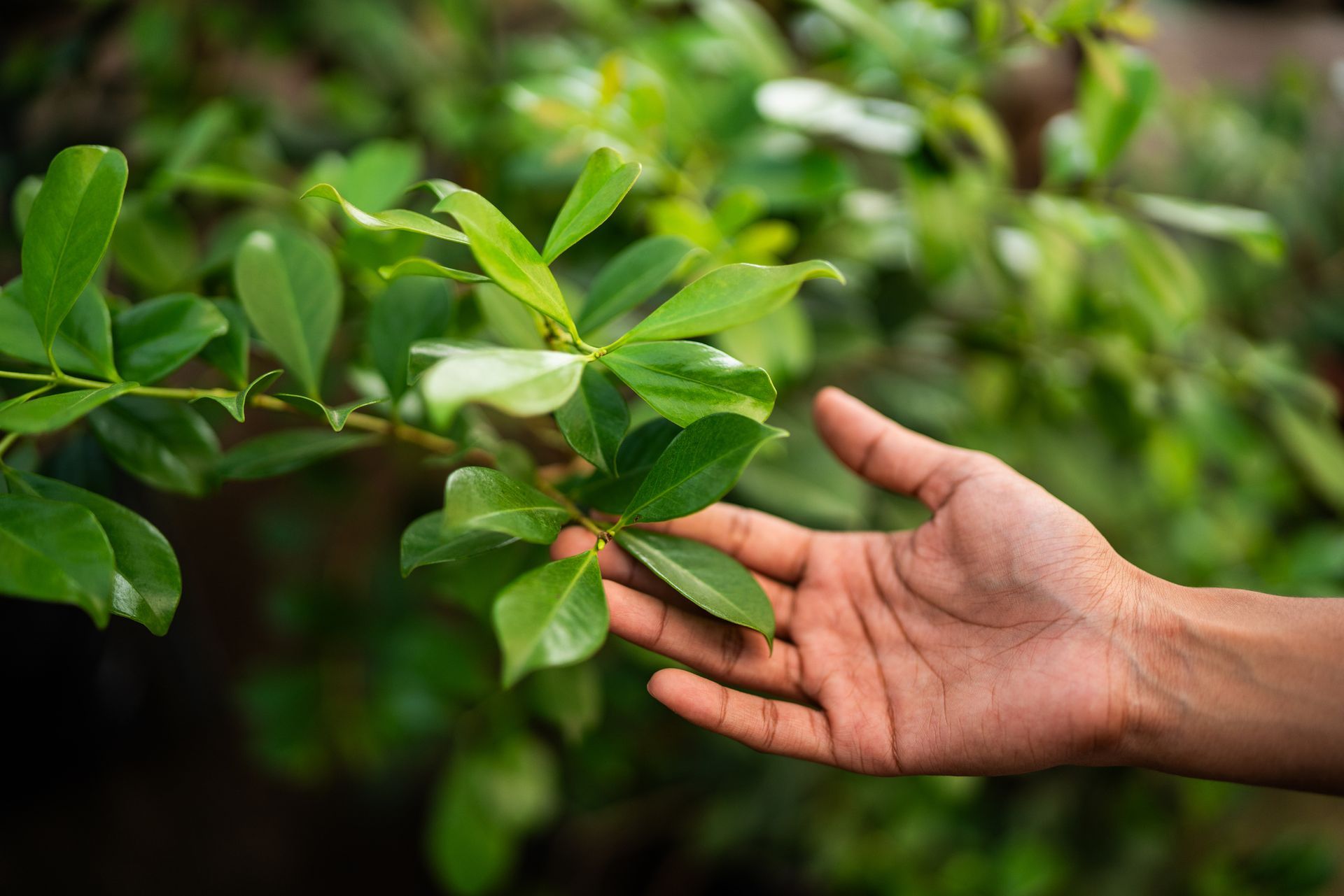A Person's Hand Is Reaching For A Green Leaf On A Tree Branch — Fox Lake, IL — Joe Meyer Tree Service Inc
