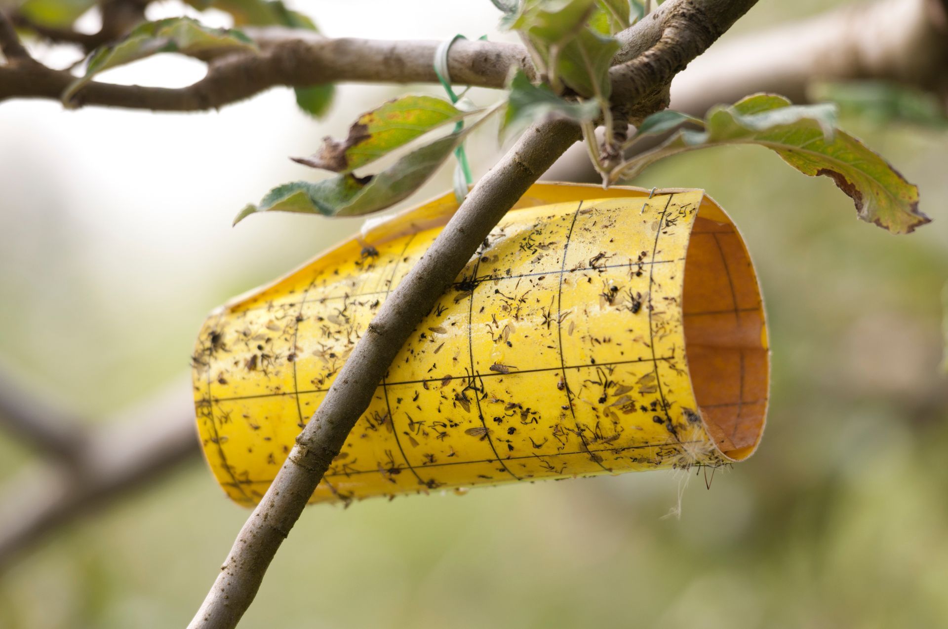 Specialized Municipal Insect — Fox Lake, IL — Joe Meyer Tree Service Inc