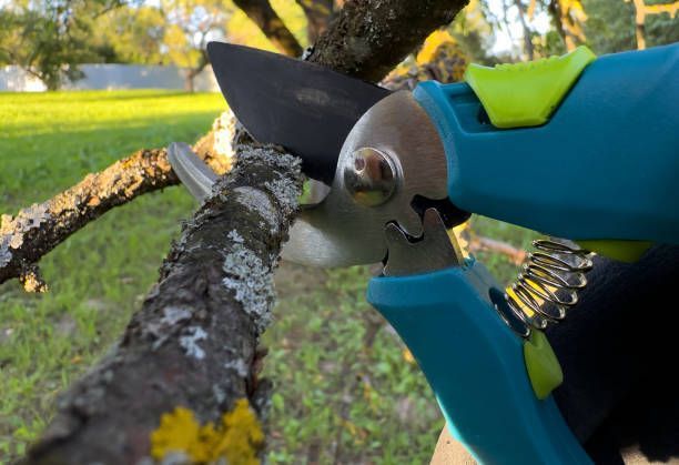 Precision Trimming Techniques — Fox Lake, IL — Joe Meyer Tree Service Inc