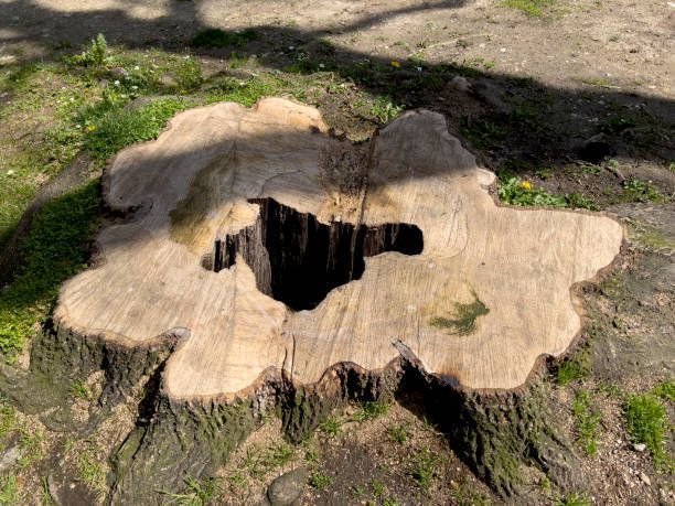 A Tree Stump With A Hole — Fox Lake, IL — Joe Meyer Tree Service Inc